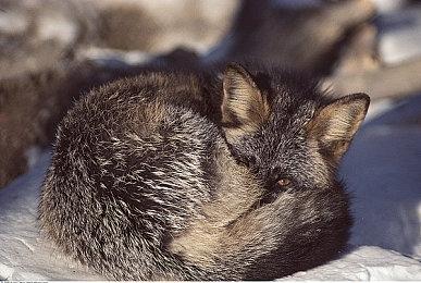 《一起来玩吧！Oink Games》即将登陆Steam 7月7日发售